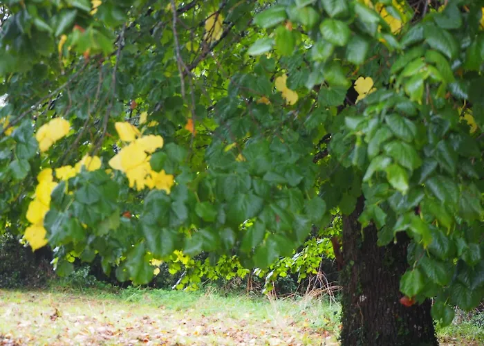 Le Bois Aux Ecureuils - Eichhoernchenwald By Interhome Holiday home Fierville-les-Mines