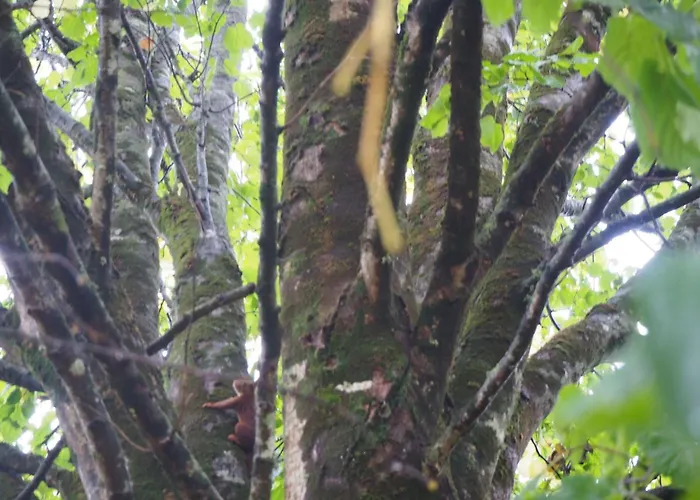 Holiday home Le Bois Aux Ecureuils - Eichhoernchenwald By Interhome